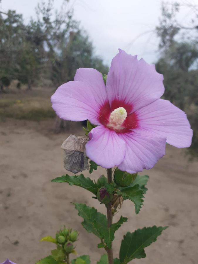 טורה דל'אורסו Casa Vacanza Fiorella מראה חיצוני תמונה